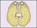 Click to view animation about Visual Pathways in the Human Brain