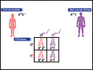 Click to view animation about X-Linked Disorders